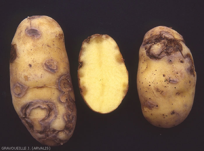 Advanced disease symptoms with the development of necrotic arcs and rings, although the symptoms remain superficial with only slight penetration into the flesh of a potato tuber. <b>Potato Virus Y<sup>NTN</sup></b> (PVY<sup>NTN</sup>)