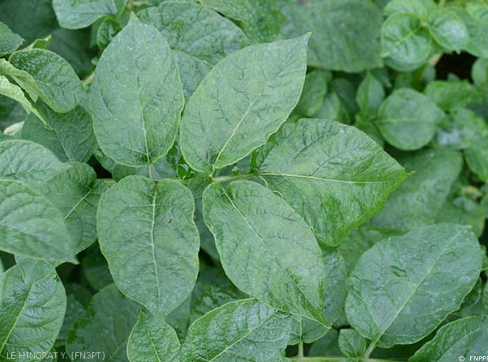 Mild mosaic through the ribs and shiny foliage on infected potato by <i><b>Potato Virus A </i></b>(PVA)