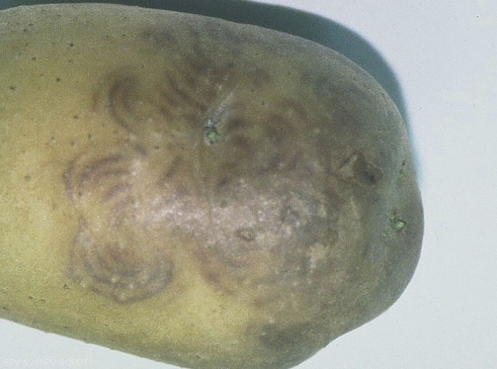 Concentric arcs on a <b>TSWV</b> infected potato tuber. <b><i>Tomato Spotted Wilt Virus</b></i>

