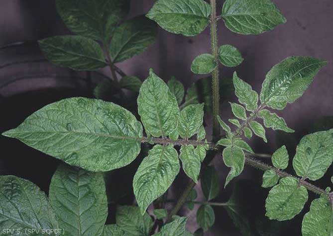 Symptoms induced by the <b><i>Pepino Mosaic Virus</i></b> (PepMV) on potato leaflets following mechanical inoculation: aucuba mosaic and wrinkling in the cultivars Roseval.