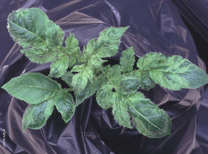 Symptoms induced by the <b><i>Pepino Mosaic Virus</i></b> (PepMV) on potato leaflets following mechanical inoculation: aucuba mosaic and wrinkling in the cultivars Charlotte.
