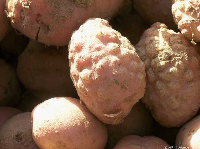 Galls (blisters or scab-like pustule) of various sizes on potato tubers. <i><b>Meloidogyne</i> spp.</b>