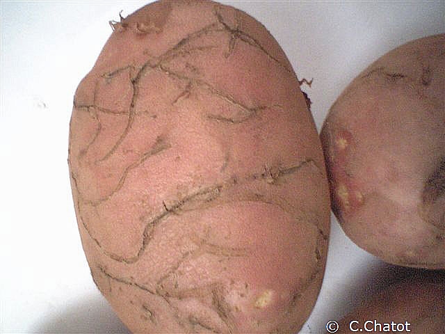 Superficial galleries in a tuber dug by flea beetle larvae. <b><i>Epitrix</i> spp.</b>