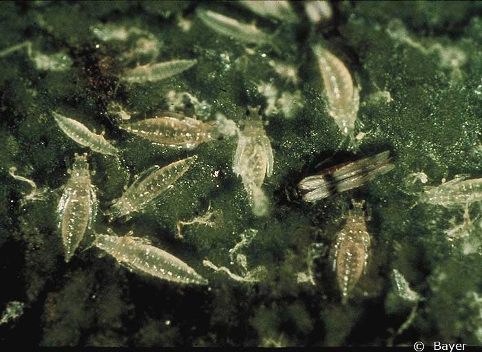 Thrip larvae.<b><i>Thrips tabaci</b></i>