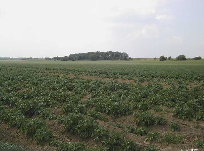 Areas of heterogeneous emergence and missing plants, due to seed potatoes that have become wet in a hopper left out in the rain
