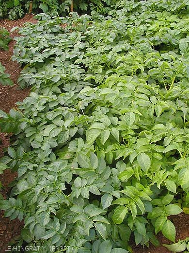 Discolouration of the foliage on the potato plants in the right. <b>Nitrogen deficiency</b>