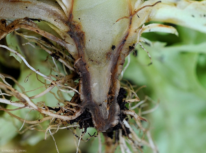 Ammoniacal Phytotoxicity