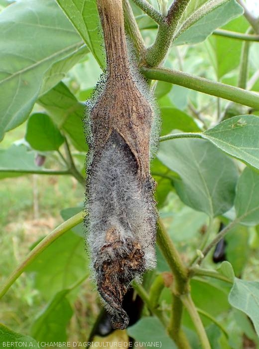 This eggplant is completely rotten and mummified.  The characteristic dense mold of <i><b>Choanephora cucurbitarum</b></i> completely covers it.  (Choanephora rot, cucurbit flower blight