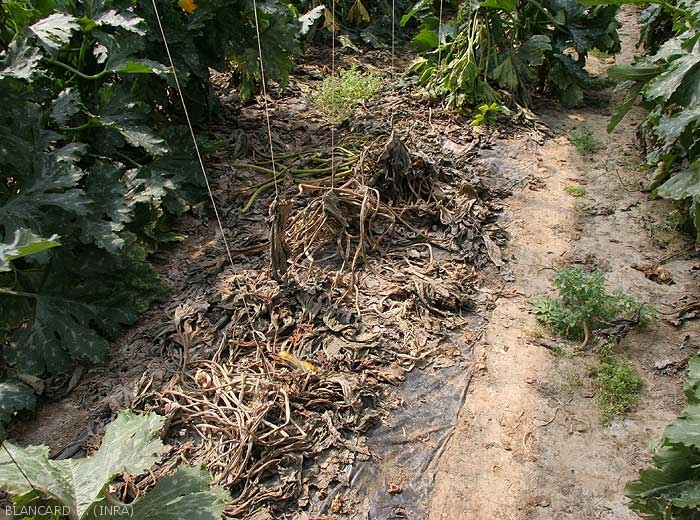 <b><i>Pectobacterium carotovorum</i> subsp.  <i>carotovorum</i></b>, at the end of development on courgette, can cause plant death.  This is the case on these completely dried contiguous plants.  (bacterial rot)