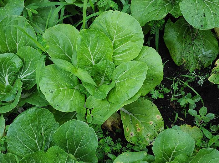 A lower leaf of this cabbage shows some necrotic spots <i>Alternaria brassicicola</i> (early blight)
