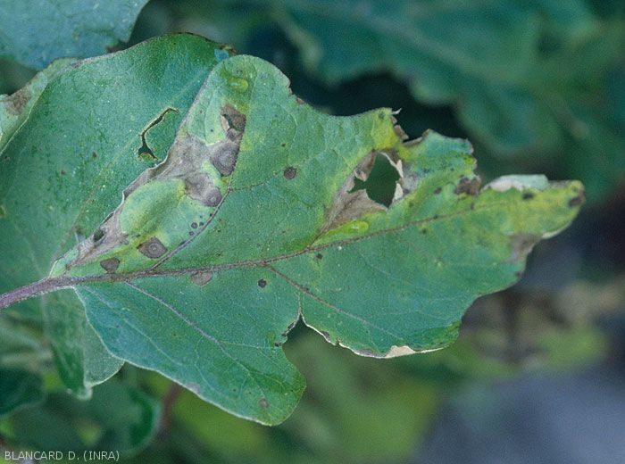 Alternaria_Aubergine4