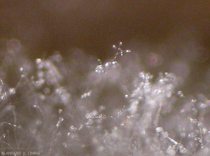 Binocular detail of sporulation of <i>Phytophthora infestans</i> on affected tissues.  (mildew)