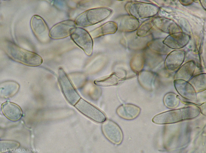 Numerous irregular conidia, sometimes septate and brownish, are observed on the lamina.  <b><i>Passalora fulva</i></b> (cladosporiosis, leaf mold)