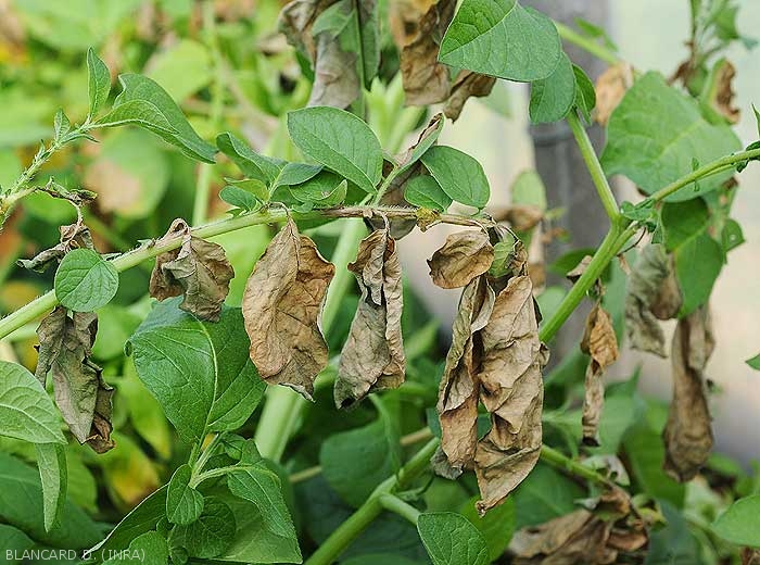 At the end of development, the lesions caused by <b><i>Phytophthora infestans</i></b> completely alter the leaflets, which become necrotic and dry up.  (mildew)