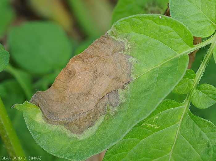 Large spot of mildew on potato leaf.  Wet, brown in color, it is surrounded by a livid, ill-defined margin of tissue.  <b><i>Phytophthora infestans</i></b> (downy mildew)