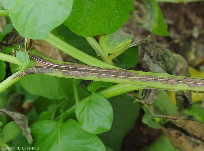 Brown to black canker lesion on the petiole of a potato leaf.  <b><i>Phytophthora infestans</i></b> (downy mildew)