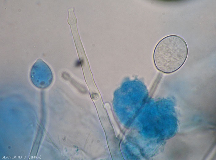 Formation of a young sporangium, note the swellings sometimes present on the sporangiophores.  <b><i>Phytophthora infestans</i></b> (downy mildew)