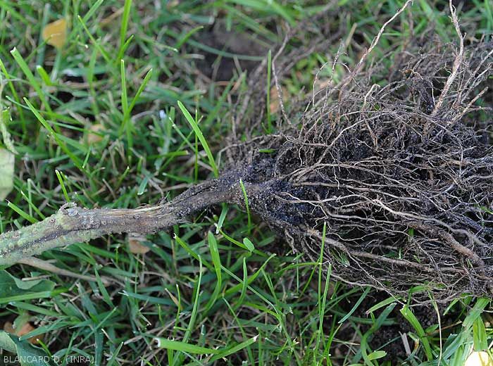 Phytophthora-racines-Tomate2