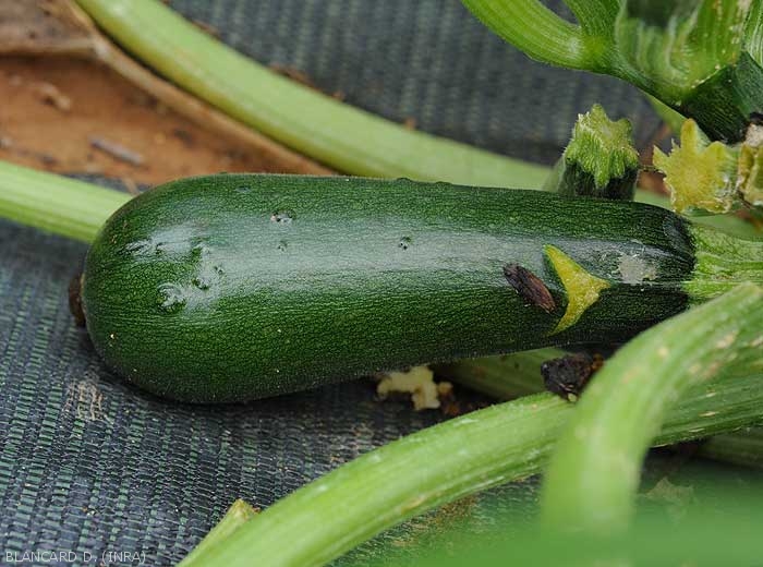 This zucchini fruit locally reveals some swelling.  <b>Zucchini yellow mosaic virus</i> (ZYMV)
