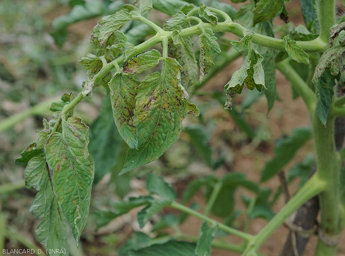 Several leaflets show brown necrotic lesions forming more or less well-defined rings in places.  Their leaf blade is also chlorotic and slightly tan.  <b><i>Tomato spotted wilt virus</i></b>, (TSWV)