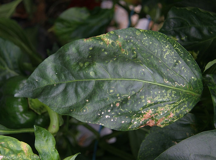 Detail of chlorotic rings and chlorotic to necrotic arabesques observable on pepper leaves.  <b><i>Tomato spotted wilt virus</b></i>, 
 (TSWV).