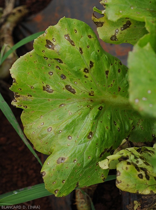 Young Sigatoka spots on the upper side of the leaf blade of a lettuce;  initially moist, they quickly turn brown and a central area remains clear.  <b><i>Cercospora longissima</i></b>