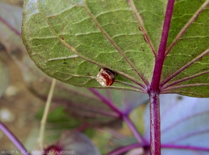 Sheet-like structure of egg-laying in clusters of <b><i>Aspidimorpha sp.</i></b>.  (sweet potato cassis)