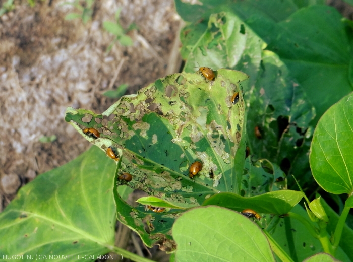 Damage of <b><i>Candezea palustris</i></b> on sweet potato