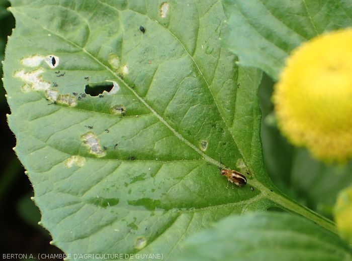 Leaf beetle <i><b<Systena s-littera</b></i> on leaf of Brèdes mafane