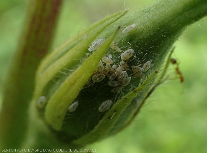 pseudococcidae_gombo