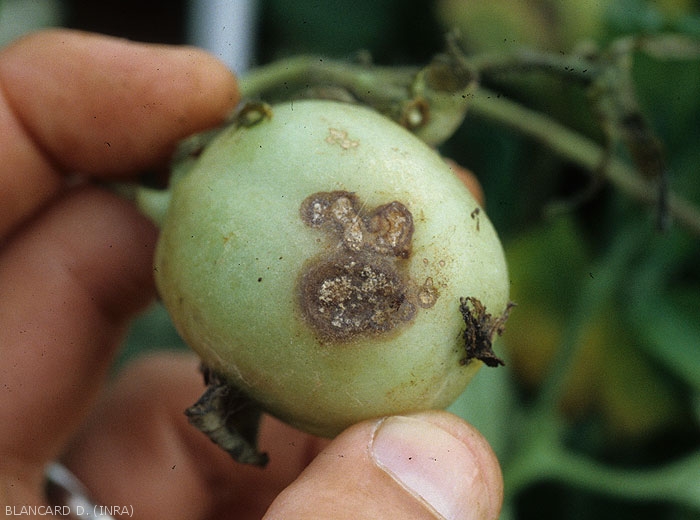 Attack of <i><b>Rhizoctonia solani</i></b> on the part of a green fruit in contact with the ground.  Rather limited, brown to beigeish, the lesions are more or less cankered and present some concentric patterns.
