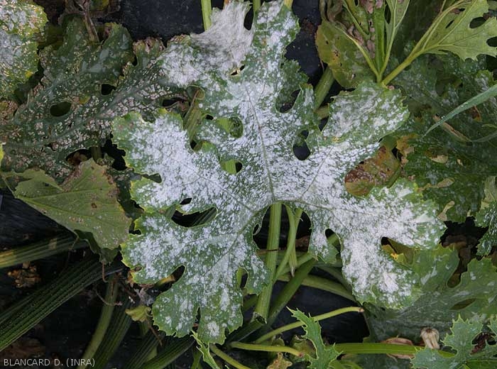 Zucchini leaf covered by white powdery mold.  <i><b>Podosphaera xanthi</b></i> or <b><i>Golovinomyces cichoracearum</i> var.  <i>cichoracearum</i></b> (oidium or white, powdery mildew, white mold)