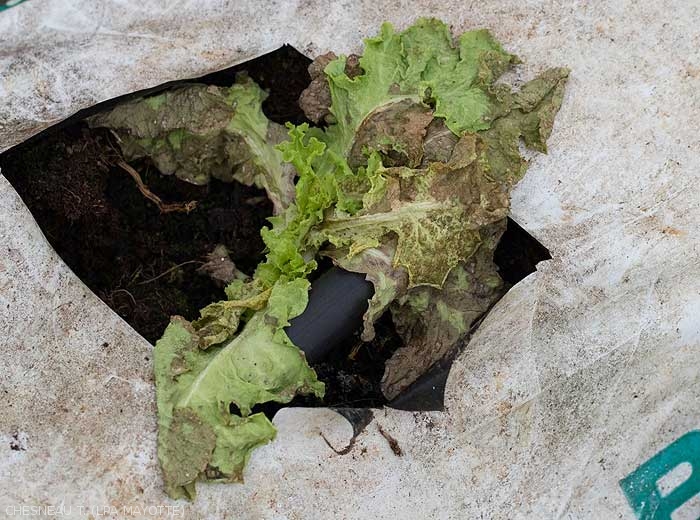 Lettuce stalk infected early whose growth is blocked and the leaves already formed are necrotic.  <b><i>Groundnuts Ring Spot Virus</i></b> (GRSV)