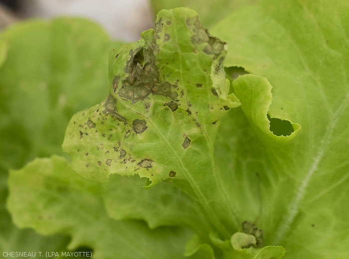 Small brown to blackish necrotic lesions, even rings are visible on this lettuce leaf.  <i><b>Groundnuts Ring Spot Virus</i></b> (GRSV)