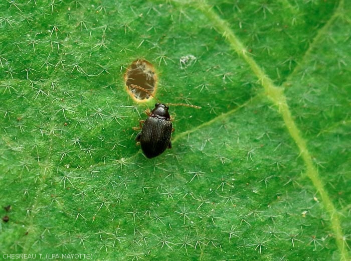 Adult of <i><b>Epitrix</i></b> spp.  on eggplant leaf