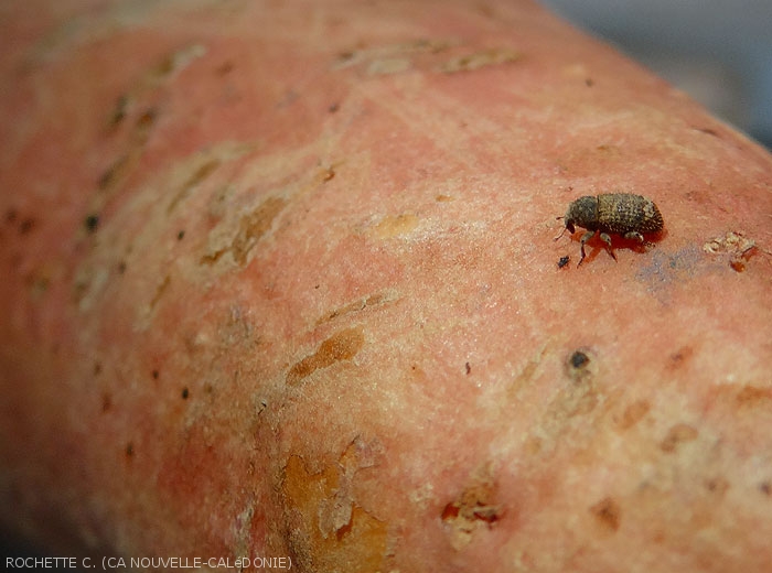 <b><i>Euscepes postfasciatus</i></b> adult on sweet potato