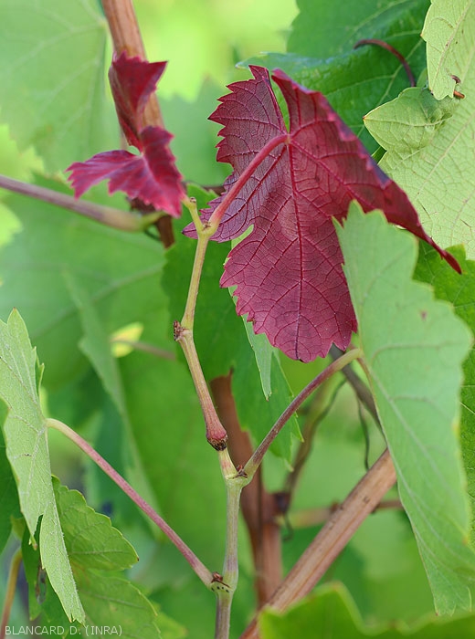 Reddening of the leaves of a small twig above the nesting area of ​​the hartebeest leafhopper (<i> <b> Stictocephala bisonia </i> </b>).