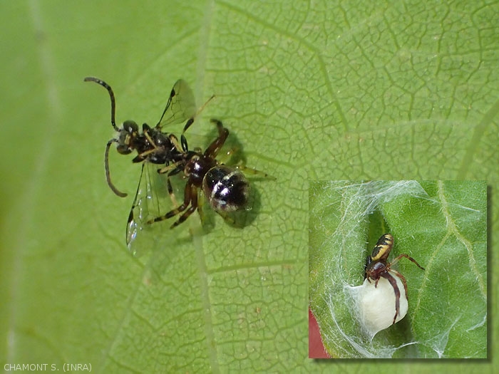 <em> Synema globosum </em> male hunting, here having seized a hymenoptera.  In the insert, female near the cocoon woven in a folded leaf.