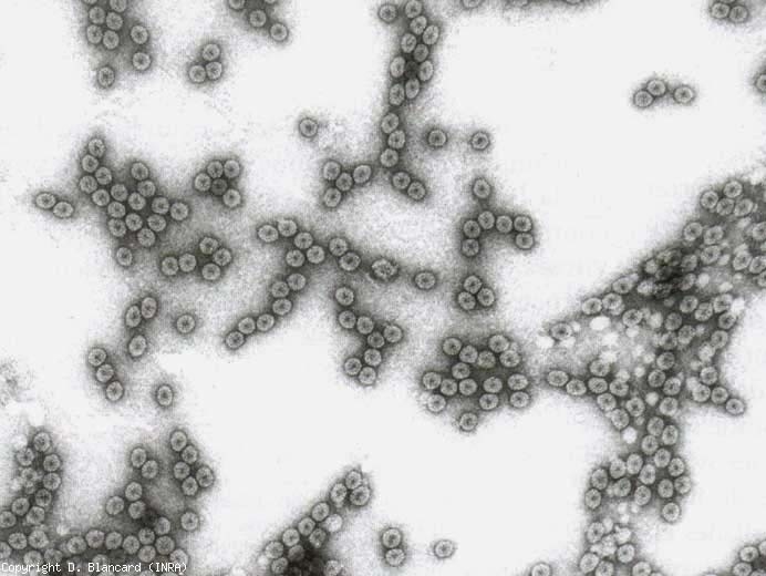 Isometric virus particles approximately 29 nm in diameter.  <b> Cucumber mosaic virus </b> (<i> Cucumber mosaic virus </i>, CMV)