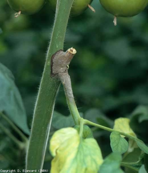 Early deterioration on the stem, dark brown covered with a dark gray mold.  <b> <i> Botrytis cinerea </i> </b> (gray mold, gray mold)