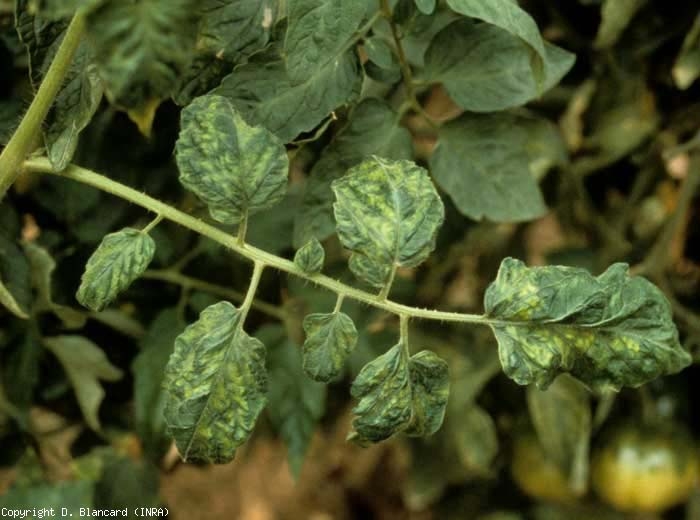 Embossed and mosaic leaflets.  <b> Tobacco mosaic virus </b> (<i> Tobacco mosaic virus </i>, TMV)