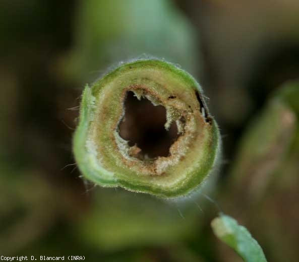 Damage due to <b> <i> Pseudomonas corrugata </i> </b> (black pith, tomato pith necrosis) on this stem in cross section.