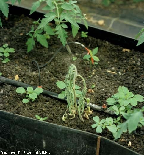 The bacteriosis is now well established on this seedling which has completely withered and will soon dry out.  <b> <i> Ralstonia solanacearum </i> </b> (bacterial wilt)