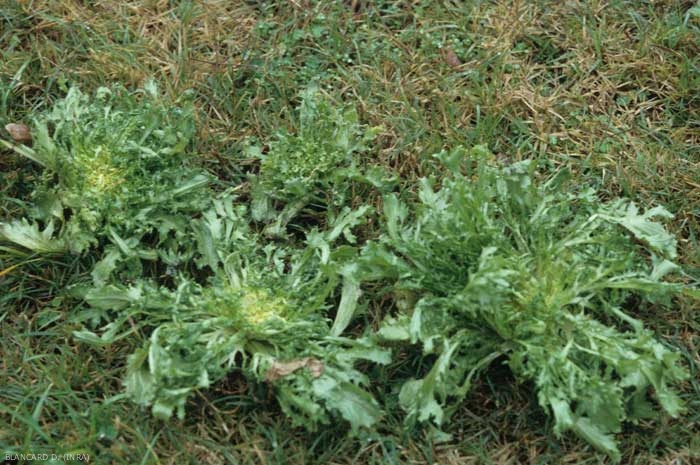 These 4 curly chicories, more or less attacked by <i> <b> Thielaviopsis basicola </b> </i> (<i> Chalara elegans </i>, "black root rot"), show very different sizes, this despite a plantation carried out on the same date.