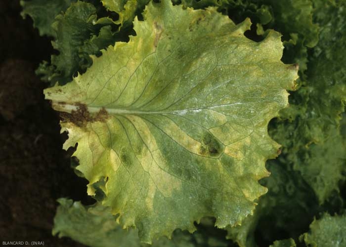 The more chlorotic spots are also delimited by the veins.  <b> <i> Bremia lactucae </i> </b> (downy mildew)

