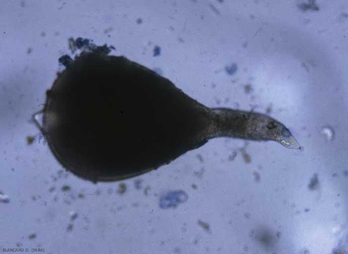 These galls contain one to several swollen adult females.  The stylet of the female can sometimes be distinguished when it has been extracted from a gall.  <b> <i> Meloidogyne </i> sp. </b> ("root-knot nematodes")
