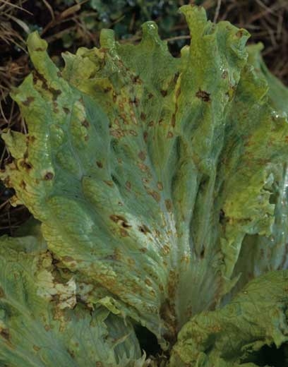 <b> <i> Microdochium panattonianum </i> </b> (anthracnose, "shot-hole") causes greasy to orange spots on lower leaves.  When they are numerous and confluent, their damage can be confused with that of the agents of basal rots.