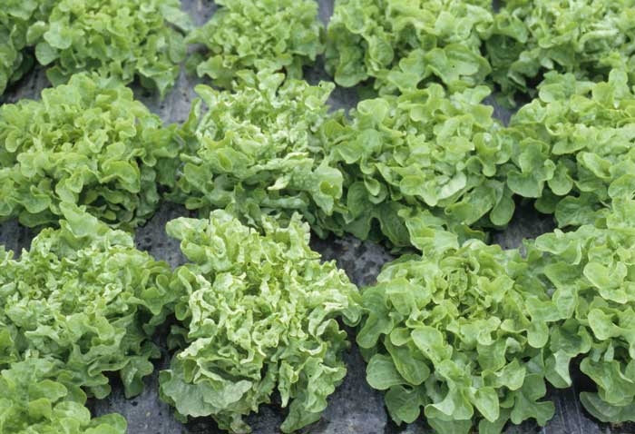The effects of <b> <i> Mirafiori lettuce big-vein virus </i> </b>
 (MLBVV, lettuce fat vein virus) on "oak leaf" lettuce are quite amazing.  On virus-infected plants, many leaves are narrower and their blade curls at the edge.  They give the plants a particular habit which contrasts with that of neighboring healthy plants.