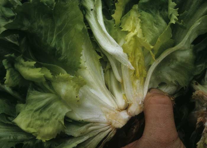 A longitudinal cut of this escarole shows the formation of 2 to 3 buds.
 <b> "Multiple hearts" </b>