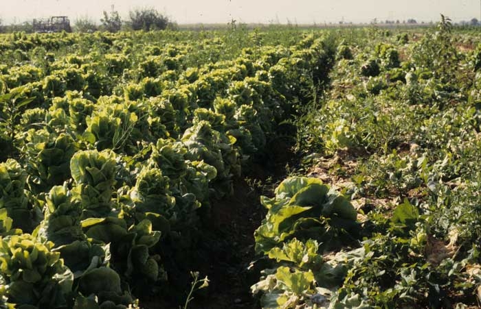 The high temperatures recorded during the summer are the cause of the early initiation of the run of these lettuces.
 <b> Bolting </b>